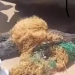 Wahala don jam network oooo… Keke maruwa don nak kpai one ojuju and the ojuju calaba don follow there go meet the real old fathers o…. How take happened?