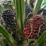 Two men don land for court sake of say them don burn palm fruit farm and spoil the cassava wey worth 2.4milion