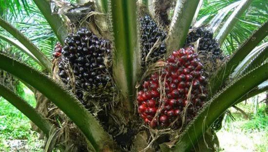 Two men don land for court sake of say them don burn palm fruit farm and spoil the cassava wey worth 2.4milion