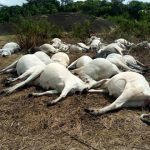 Tragic don happen as lifes don loss when include cow and person when dey watch am….