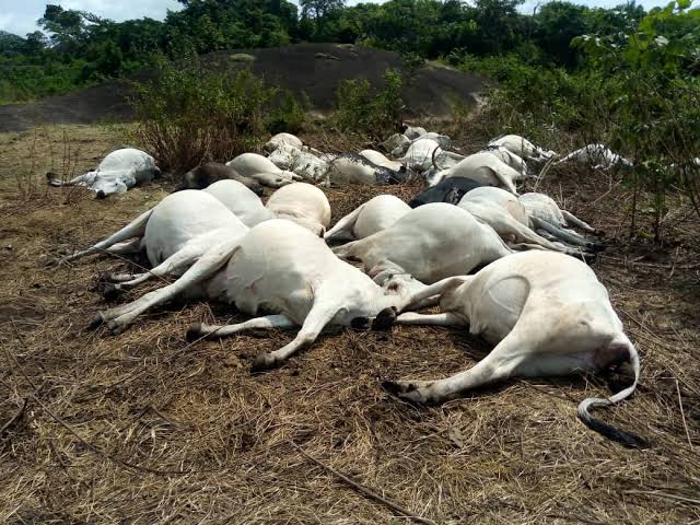 Tragic don happen as lifes don loss when include cow and person when dey watch am….