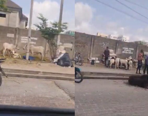 Sallah man vex say dem set up illegal goat and cow market for lekki phase one
