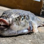 Toxic Fish With Razor-Sharp, Human-Like Teeth Invade Greece During Tourist Season