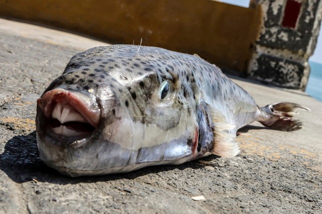 Toxic Fish With Razor-Sharp, Human-Like Teeth Invade Greece During Tourist Season