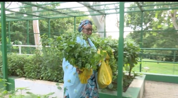 Remi Tinubu Harvests Vegetables From Aso Villa Garden, Promotes Home Gardening